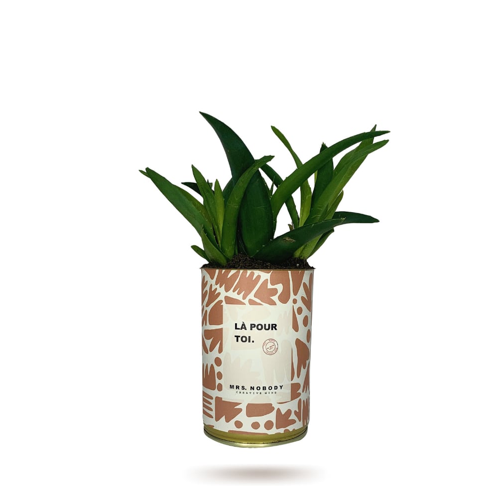 Cactus ou Succulente - Là Pour Toi - Haworthia Cactus ou Succulente - Là Pour Toi - Haworthia