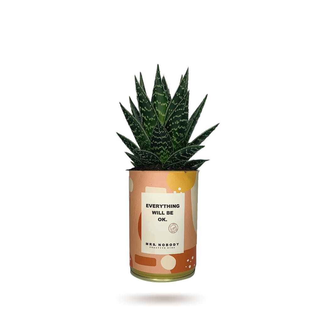 Cactus ou Succulente - Everything Will Be Ok - Aloe Cactus ou Succulente - Everything Will Be Ok - Aloe
