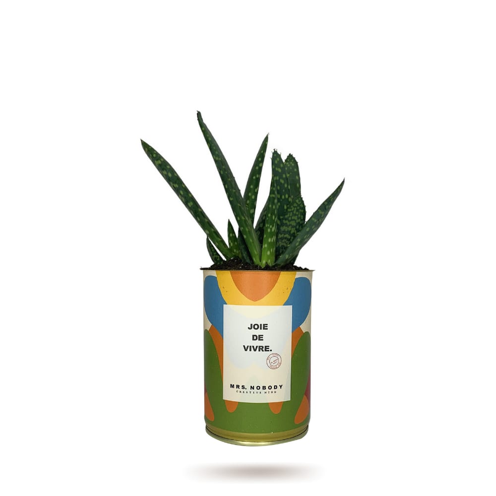 Cactus ou Succulente - Joie De Vivre - Aloe Cactus ou Succulente - Joie De Vivre - Aloe