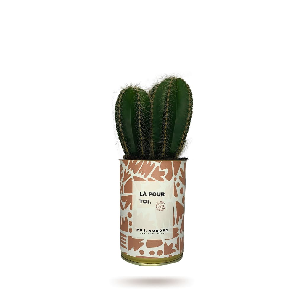 Cactus ou Succulente - Là Pour Toi - Cactus Colonne Cactus ou Succulente - Là Pour Toi - Cactus Colonne