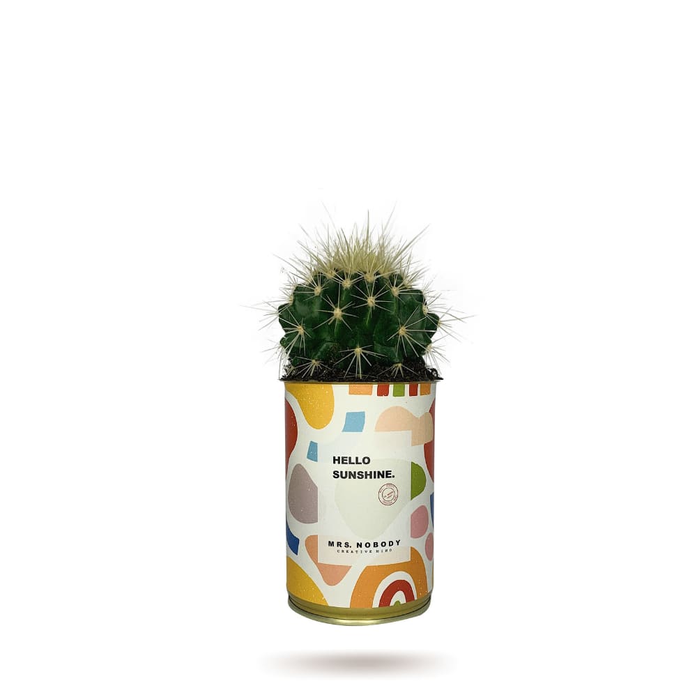 Cactus ou Succulente - Hello Sunshine - Cactus Boule