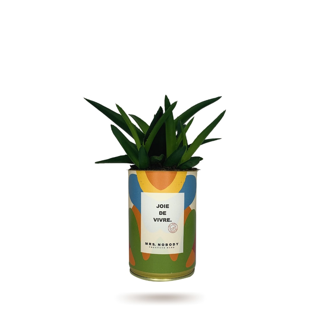 Cactus ou Succulente - Joie De Vivre - Haworthia