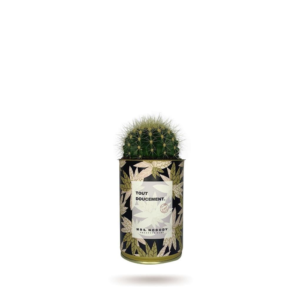 Cactus ou Succulente - Tout Doucement - Cactus Boule
