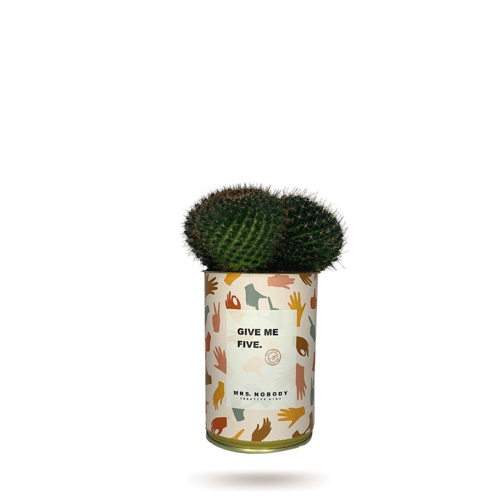 Cactus ou Succulente - Give Me Five - Cactus Boule