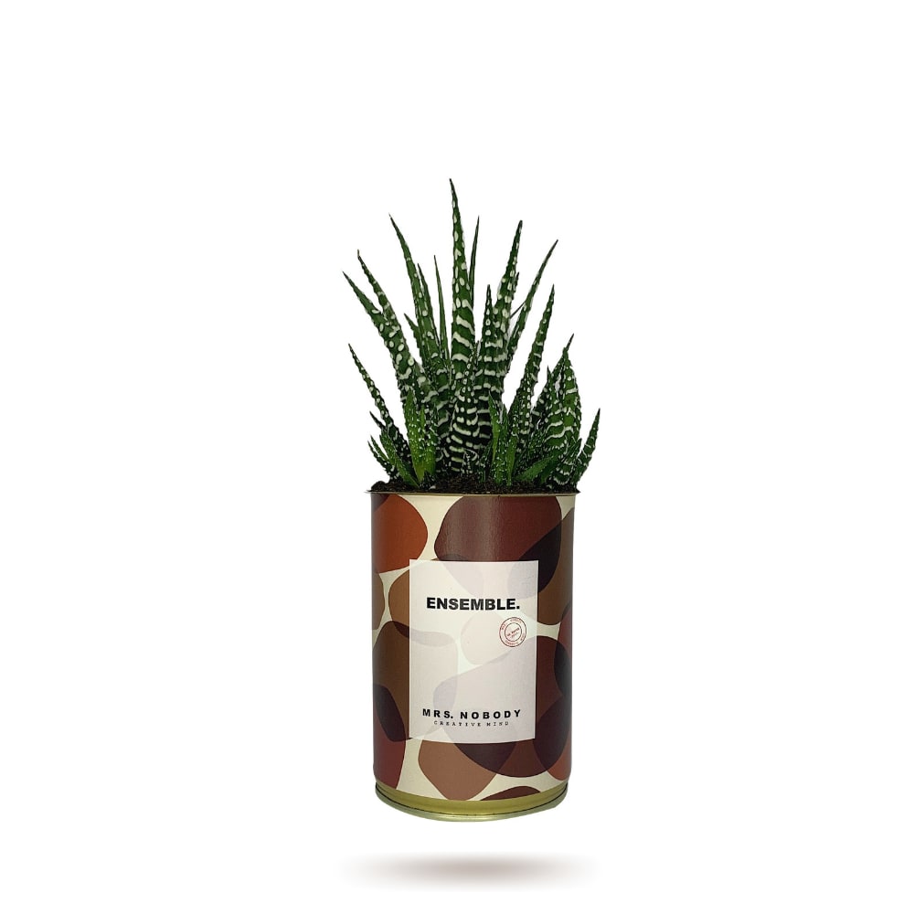 Cactus ou Succulente - Ensemble - Haworthia