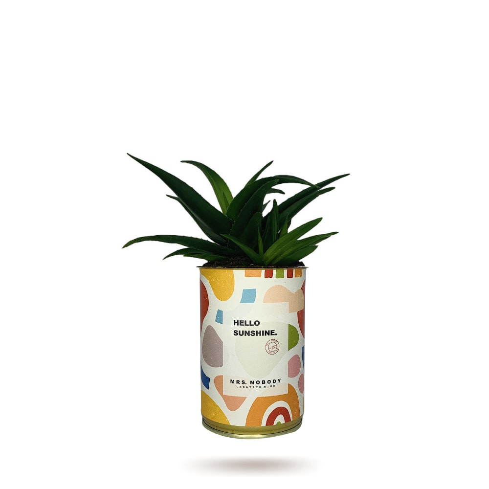 Cactus ou Succulente - Hello Sunshine - Haworthia