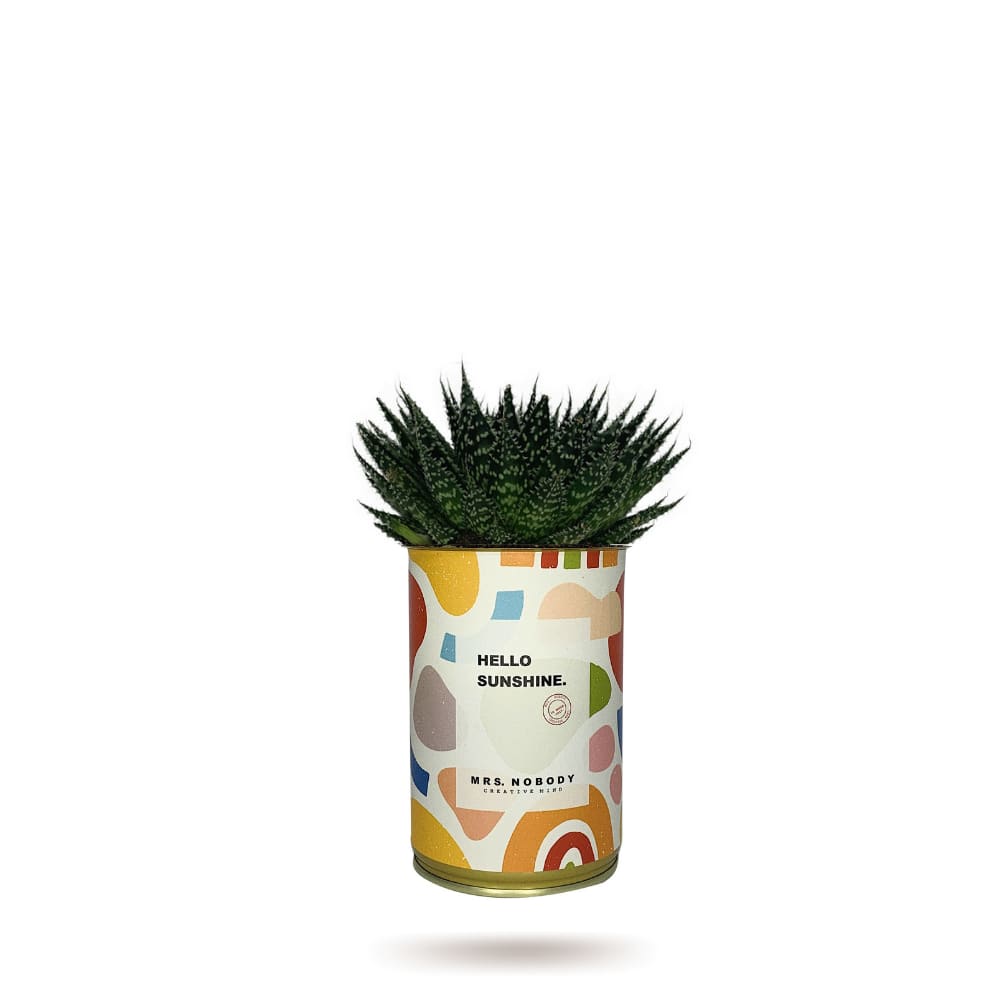 Cactus ou Succulente - Hello Sunshine - Aloe