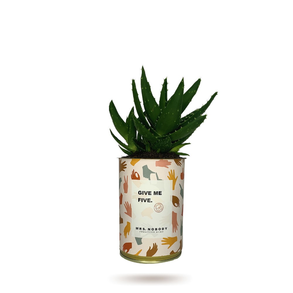 Cactus ou Succulente - Give Me Five - Aloe Cactus ou Succulente - Give Me Five - Aloe
