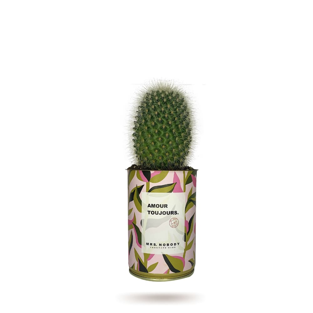 Cactus ou Succulente - Amour Toujours - Cactus Boule Cactus ou Succulente - Amour Toujours - Cactus Boule