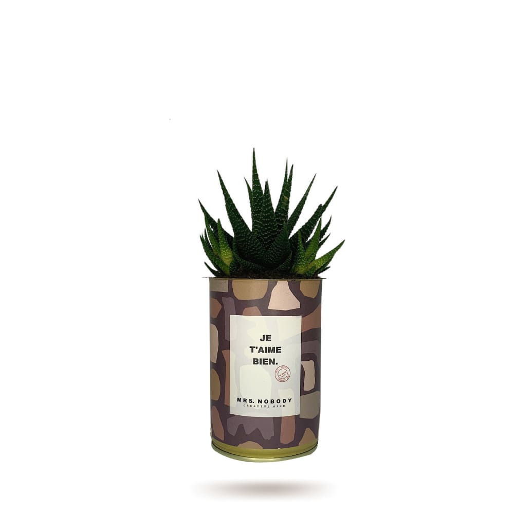 Cactus ou Succulente - Je T'aime Bien - Haworthia Cactus ou Succulente - Je T'aime Bien - Haworthia