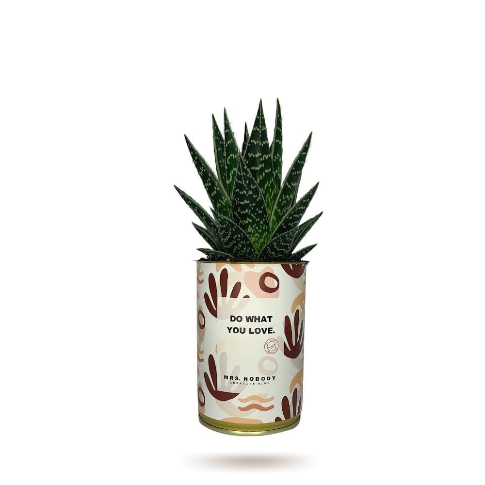 Cactus ou Succulente - Do What You Love - Aloe Cactus ou Succulente - Do What You Love - Aloe
