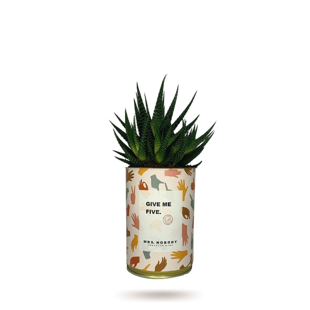 Cactus ou Succulente - Give Me Five - Haworthia Cactus ou Succulente - Give Me Five - Haworthia