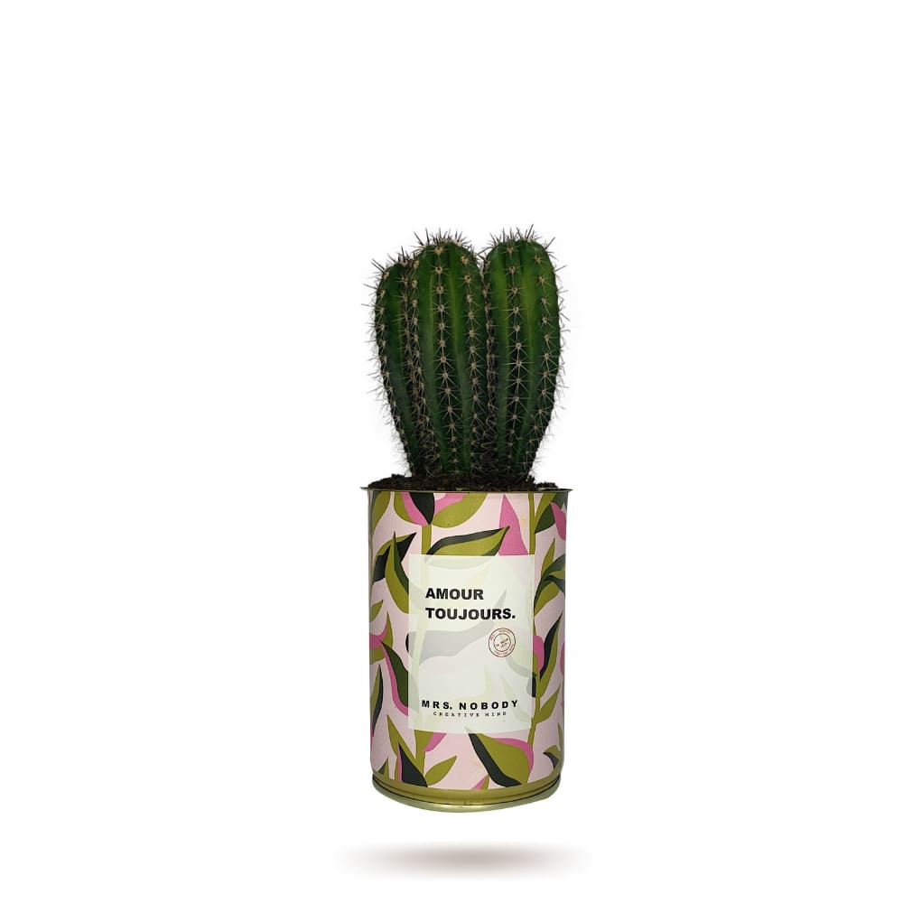 Cactus ou Succulente - Amour Toujours - Cactus Colonne