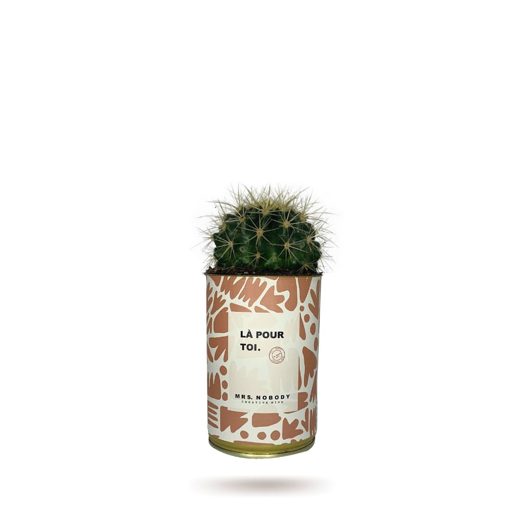 Cactus ou Succulente - Là Pour Toi - Cactus Boule Cactus ou Succulente - Là Pour Toi - Cactus Boule