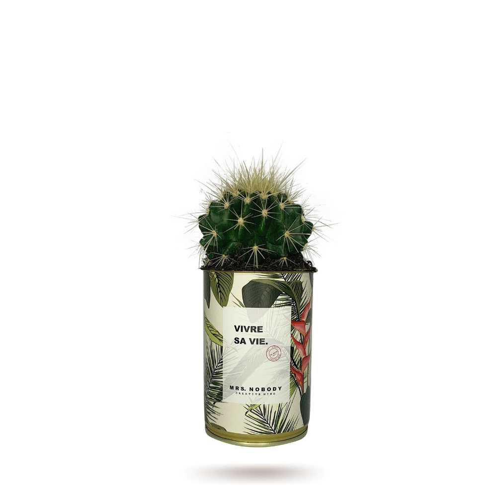 Cactus ou Succulente - Vivre Sa Vie - Cactus Boule