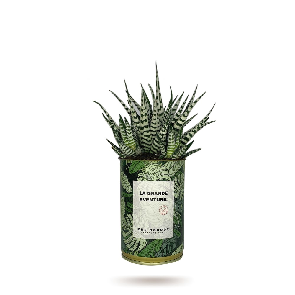 Cactus ou Succulente - La Grande Aventure - Haworthia Cactus ou Succulente - La Grande Aventure - Haworthia