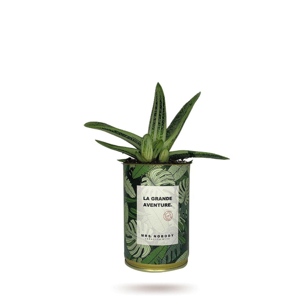 Cactus ou Succulente - La Grande Aventure - Aloe Cactus ou Succulente - La Grande Aventure - Aloe