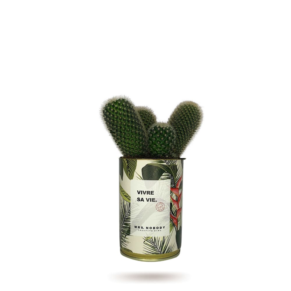 Cactus ou Succulente - Vivre Sa Vie - Cactus Colonne