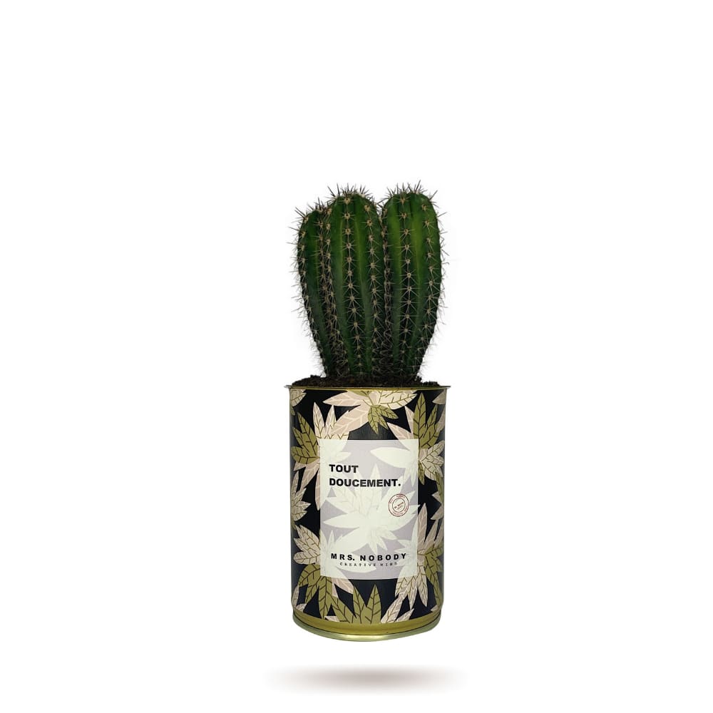 Cactus ou Succulente - Tout Doucement - Cactus Colonne