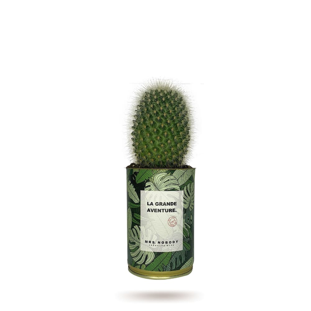 Cactus ou Succulente - La Grande Aventure - Cactus Boule Cactus ou Succulente - La Grande Aventure - Cactus Boule