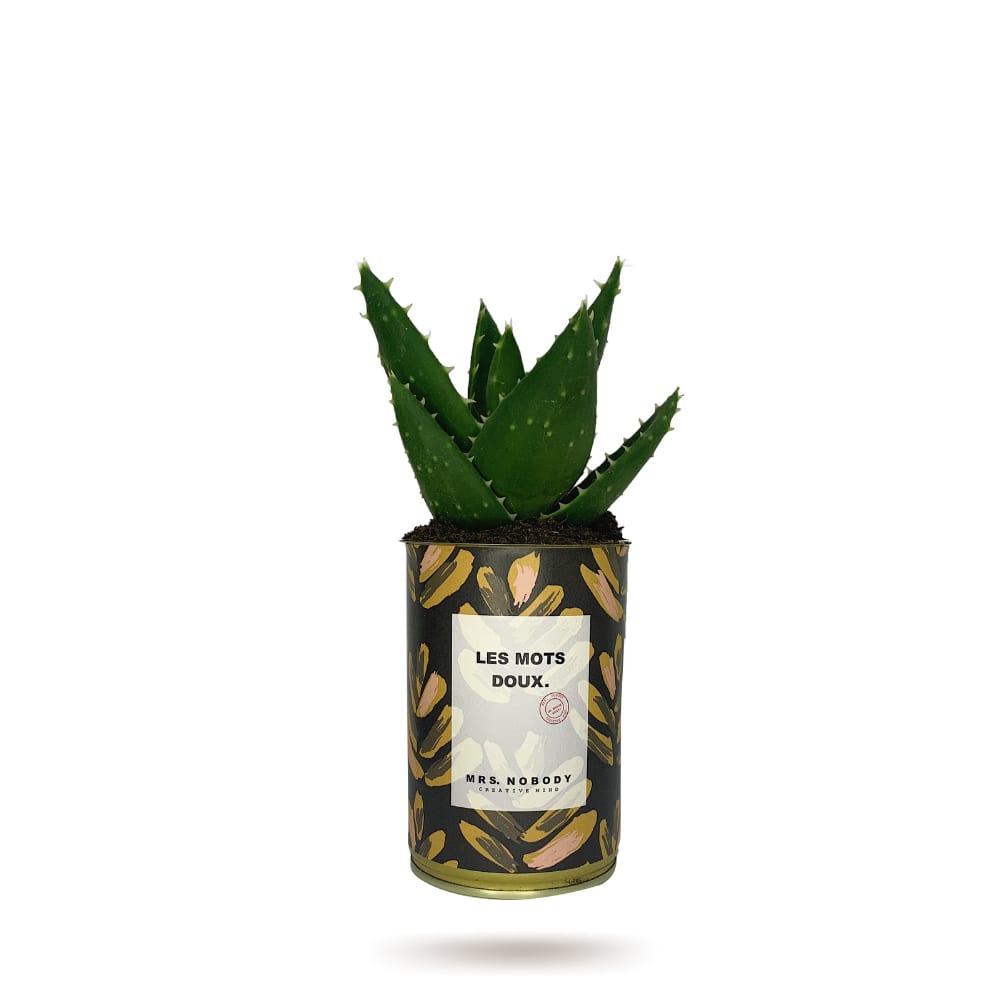 Cactus ou Succulente - Les Mots Doux - Aloe Cactus ou Succulente - Les Mots Doux - Aloe