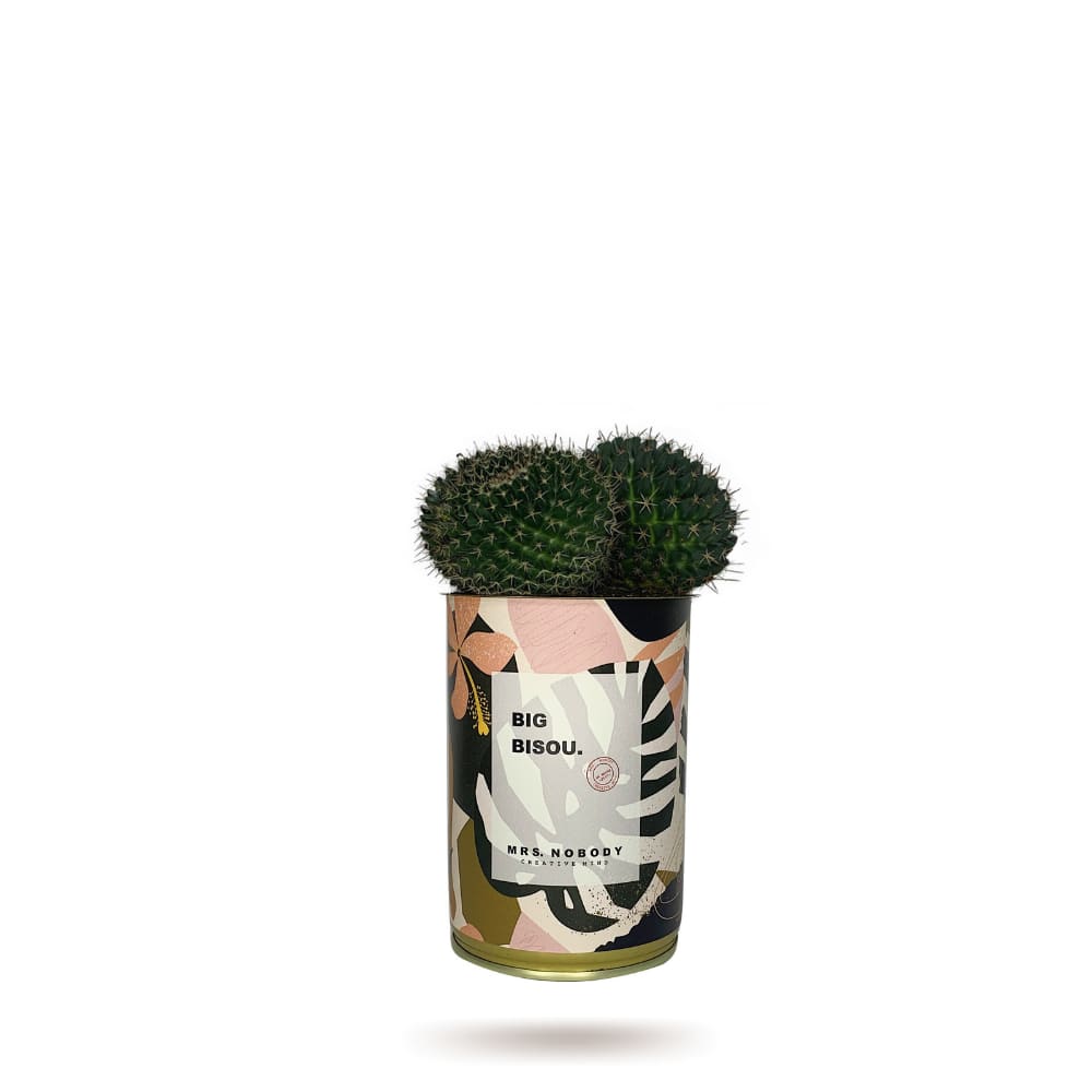 Cactus ou Succulente - Big Bisou - Cactus Boule Cactus ou Succulente - Big Bisou - Cactus Boule