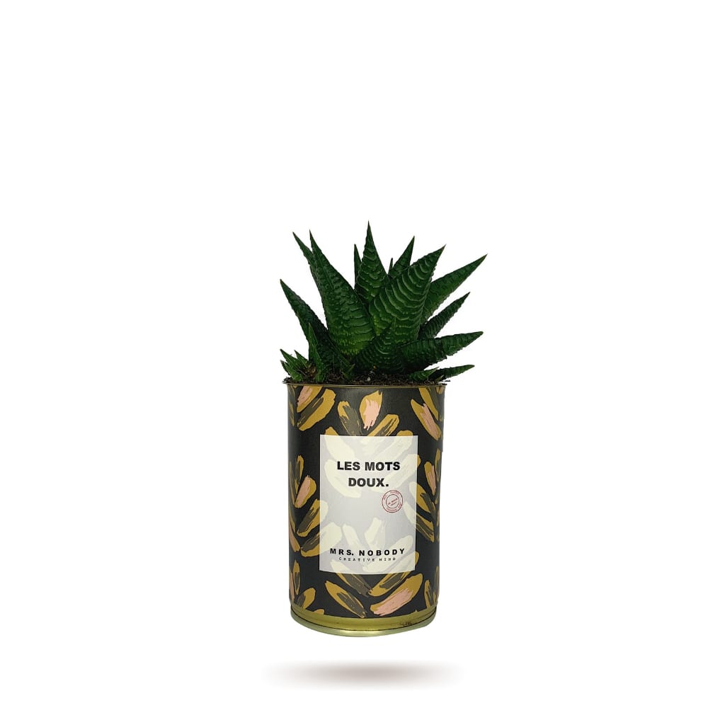 Cactus ou Succulente - Les Mots Doux - Haworthia Cactus ou Succulente - Les Mots Doux - Haworthia