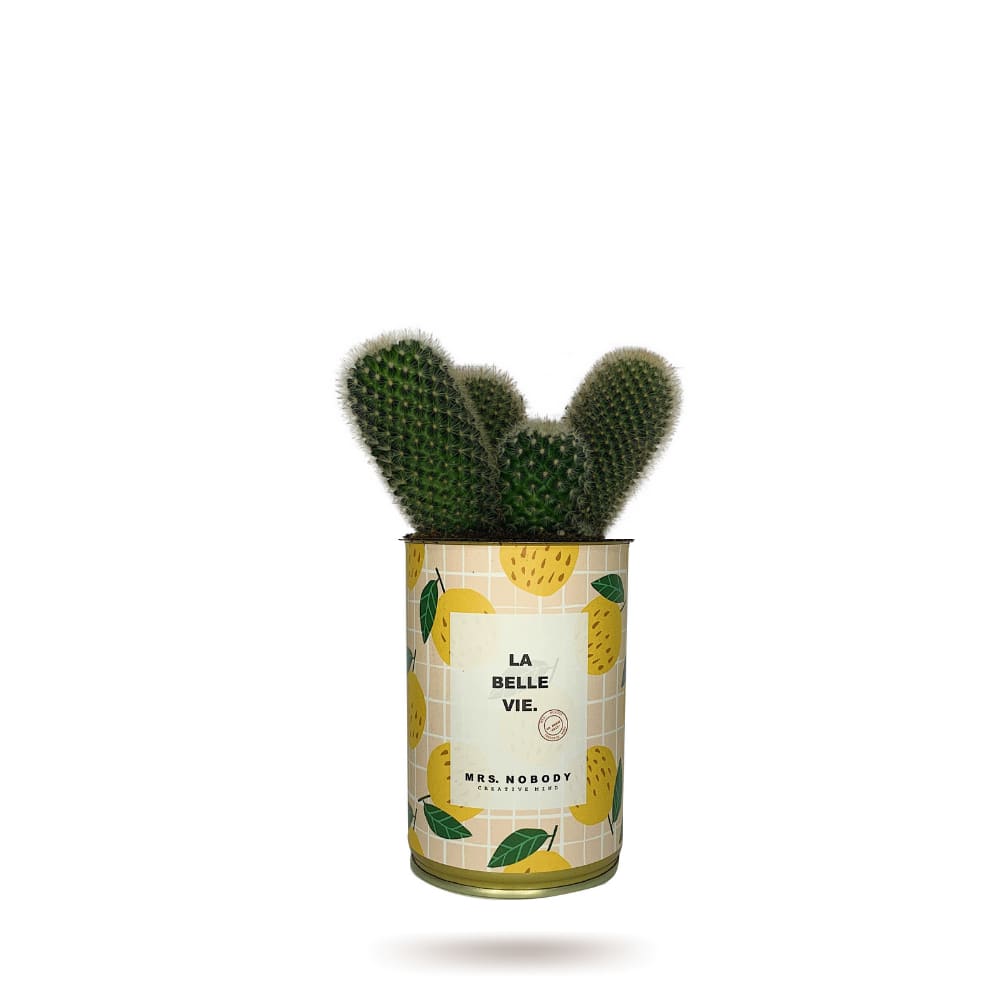 Cactus ou Succulente - La Belle Vie - Cactus Colonne Cactus ou Succulente - La Belle Vie - Cactus Colonne