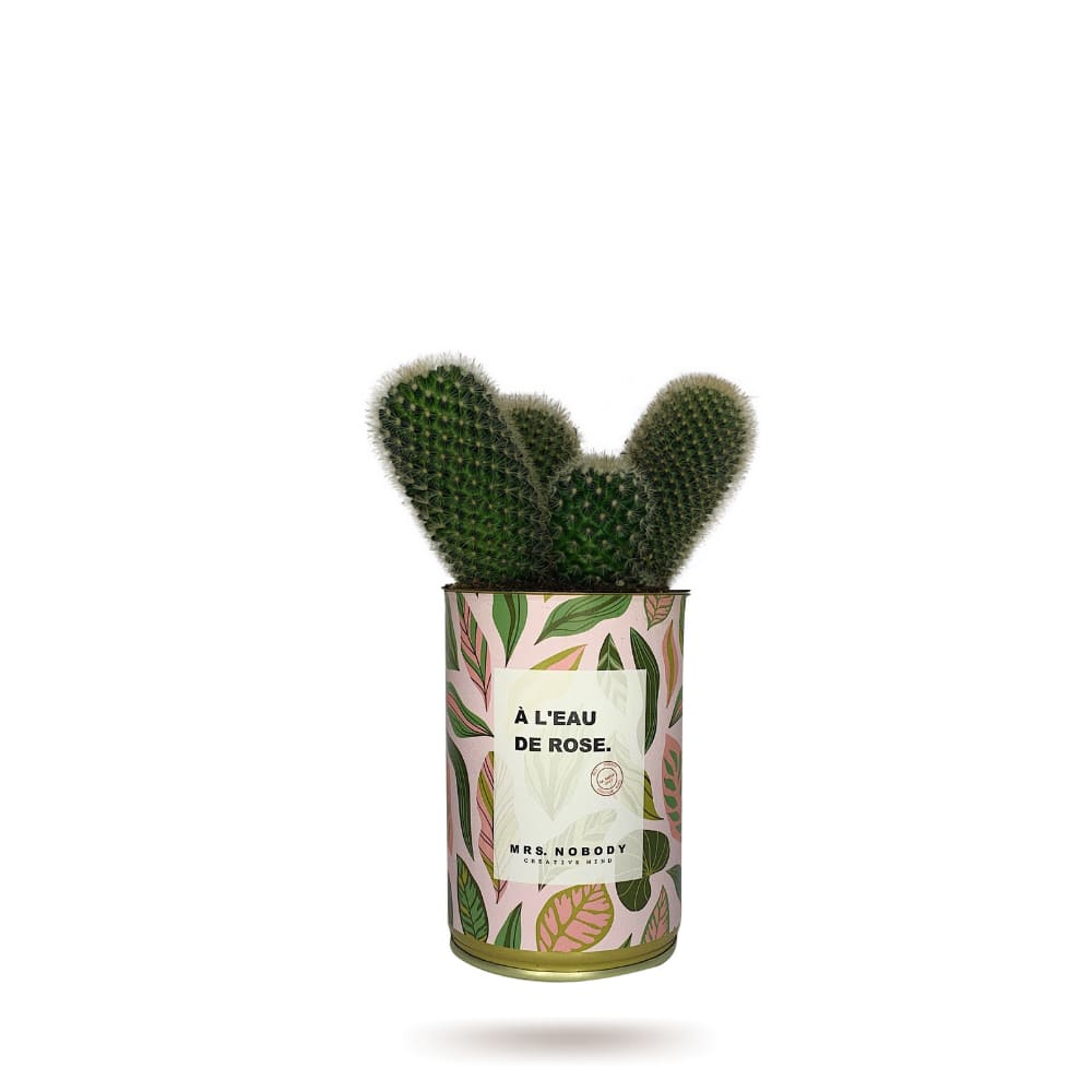 Cactus ou Succulente - À L'Eau De Rose - Cactus Colonne Cactus ou Succulente - À L'Eau De Rose - Cactus Colonne