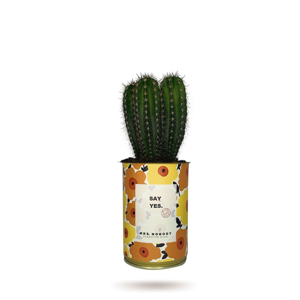 Cactus ou Succulente - Say Yes - Cactus Colonne