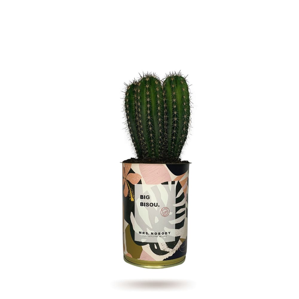Cactus ou Succulente - Big Bisou - Cactus Colonne