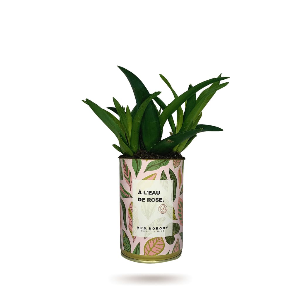 Cactus ou Succulente - À L'Eau De Rose - Haworthia Cactus ou Succulente - À L'Eau De Rose - Haworthia