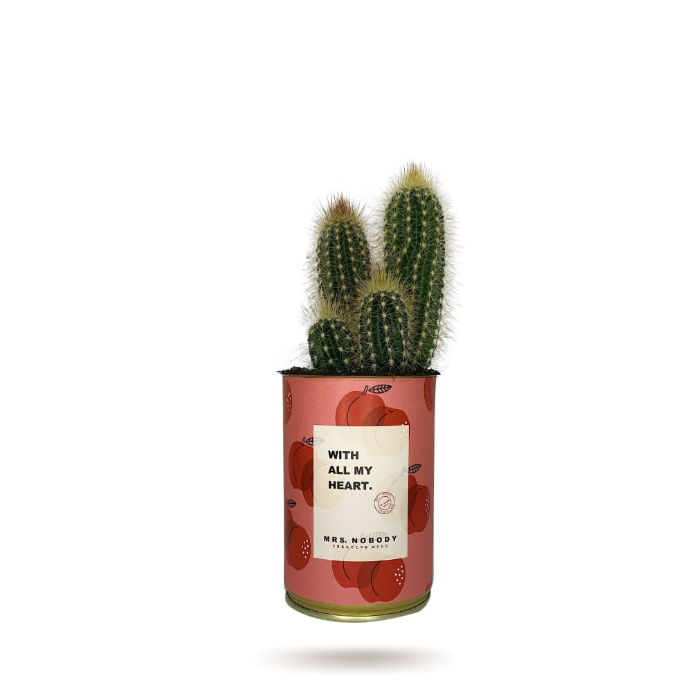 Cactus ou Succulente - With All My Heart - Cactus Colonne