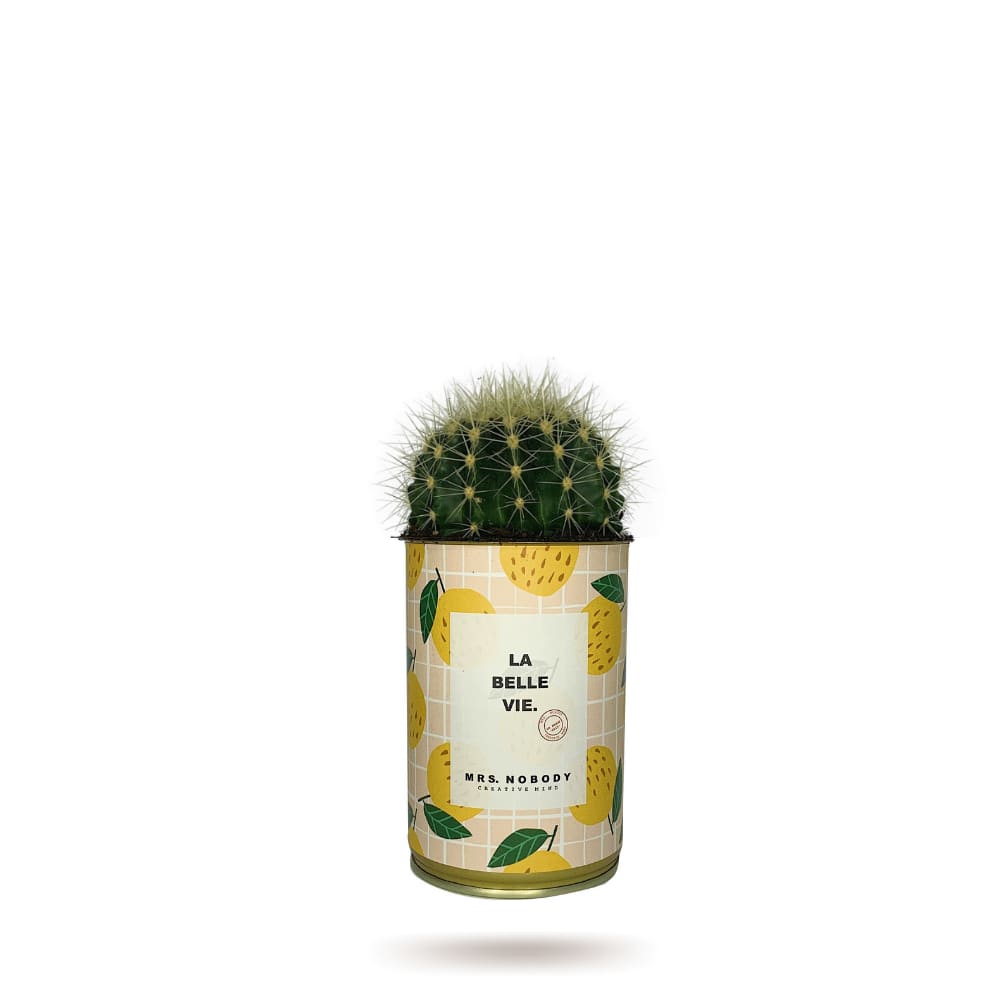 Cactus ou Succulente - La Belle Vie - Cactus Boule Cactus ou Succulente - La Belle Vie - Cactus Boule