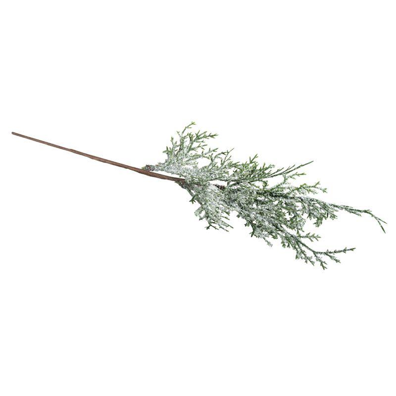 Branche de thuya enneigée Branche de thuya enneigée