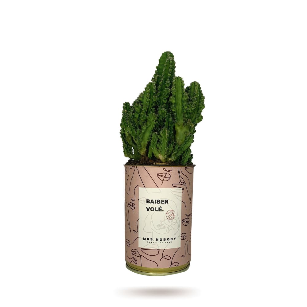 Cactus ou Succulente - Baiser Volé - Cactus Colonne