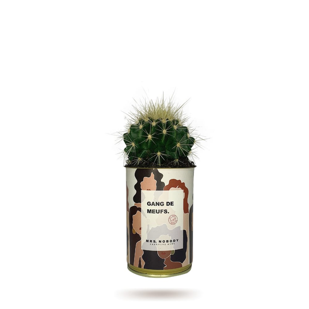 Cactus ou Succulente - Gang De Meufs - Cactus Boule Cactus ou Succulente - Gang De Meufs - Cactus Boule