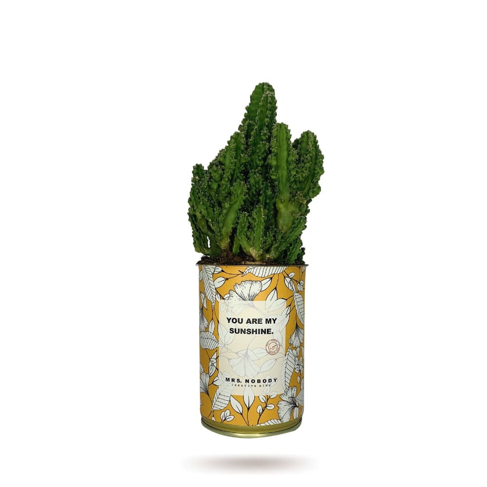 Cactus ou Succulente - You Are My Sunshine - Cactus Colonne Cactus ou Succulente - You Are My Sunshine - Cactus Colonne