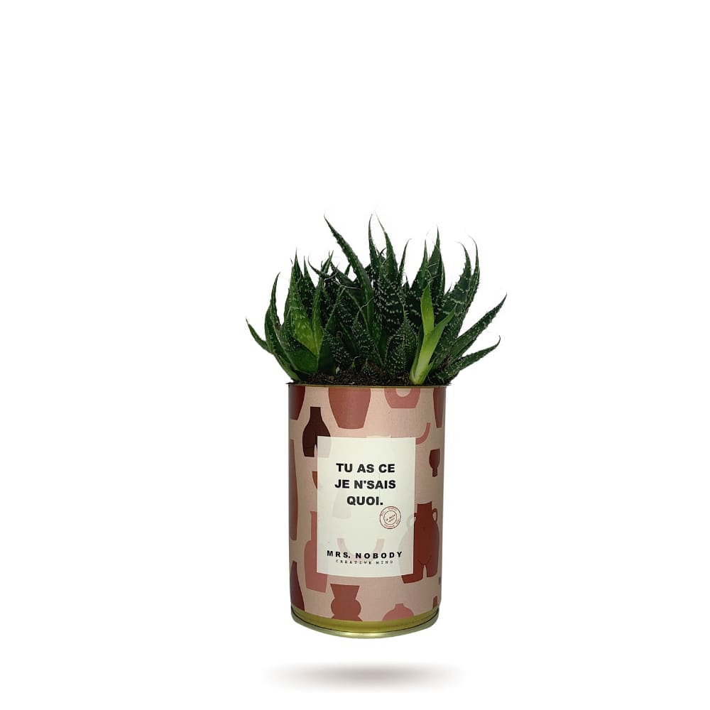 Cactus ou Succulente - Tu As Ce Je N'Sais Quoi - Aloe
