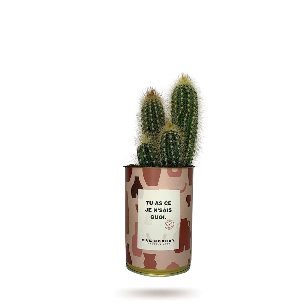Cactus ou Succulente - Tu As Ce Je N'Sais Quoi - Cactus Colonne Cactus ou Succulente - Tu As Ce Je N'Sais Quoi - Cactus Colonne