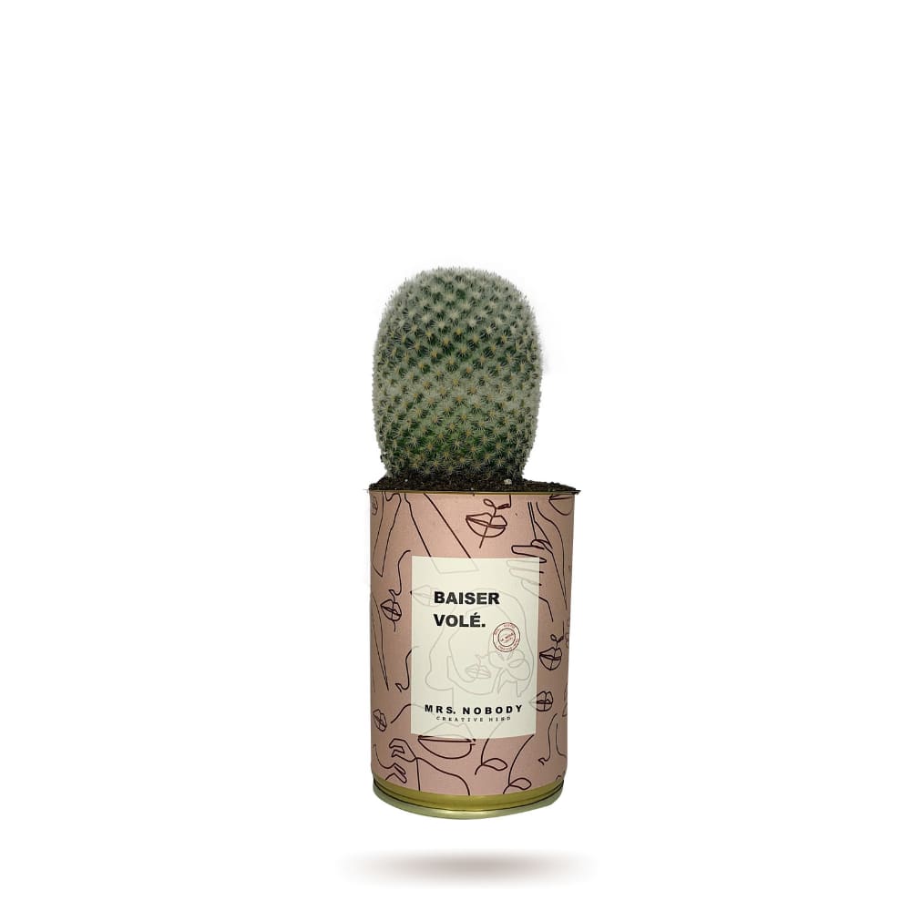 Cactus ou Succulente - Baiser Volé - Cactus Boule