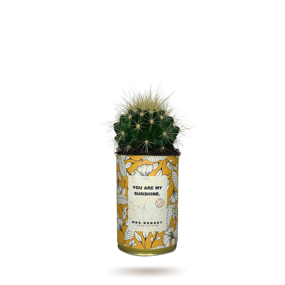 Cactus ou Succulente - You Are My Sunshine - Cactus Boule Cactus ou Succulente - You Are My Sunshine - Cactus Boule