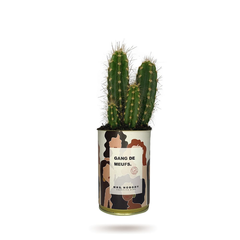 Cactus ou Succulente - Gang De Meufs - Cactus Colonne Cactus ou Succulente - Gang De Meufs - Cactus Colonne