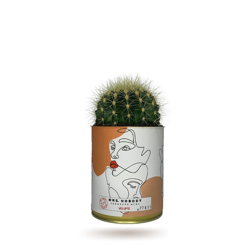 Cactus ou Succulente - Volupté - Cactus Boule