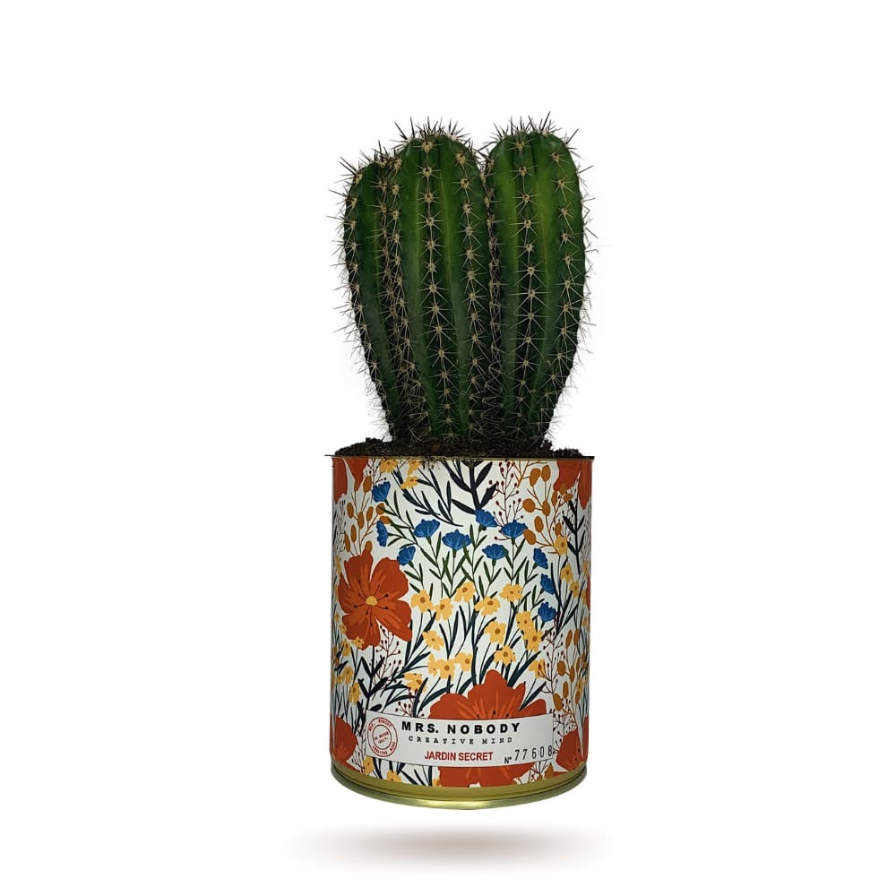Cactus ou Succulente - Jardin Secret - Cactus Colonne