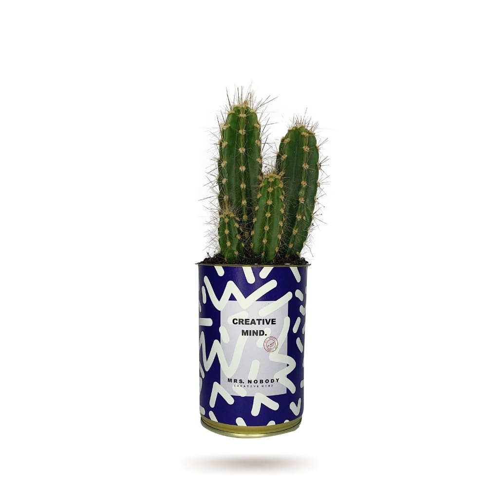 Cactus ou Succulente - Creative Mind - Cactus Colonne