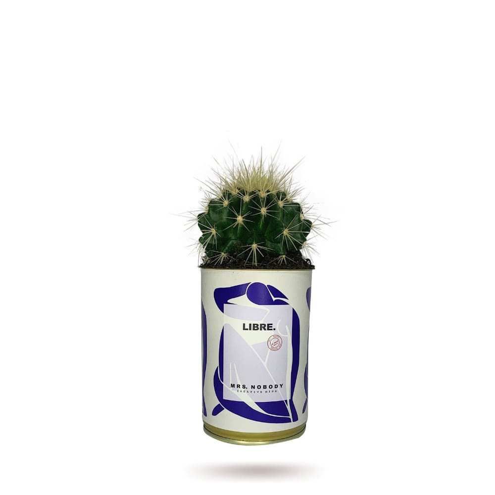 Cactus ou Succulente - Libre - Cactus Boule Cactus ou Succulente - Libre - Cactus Boule