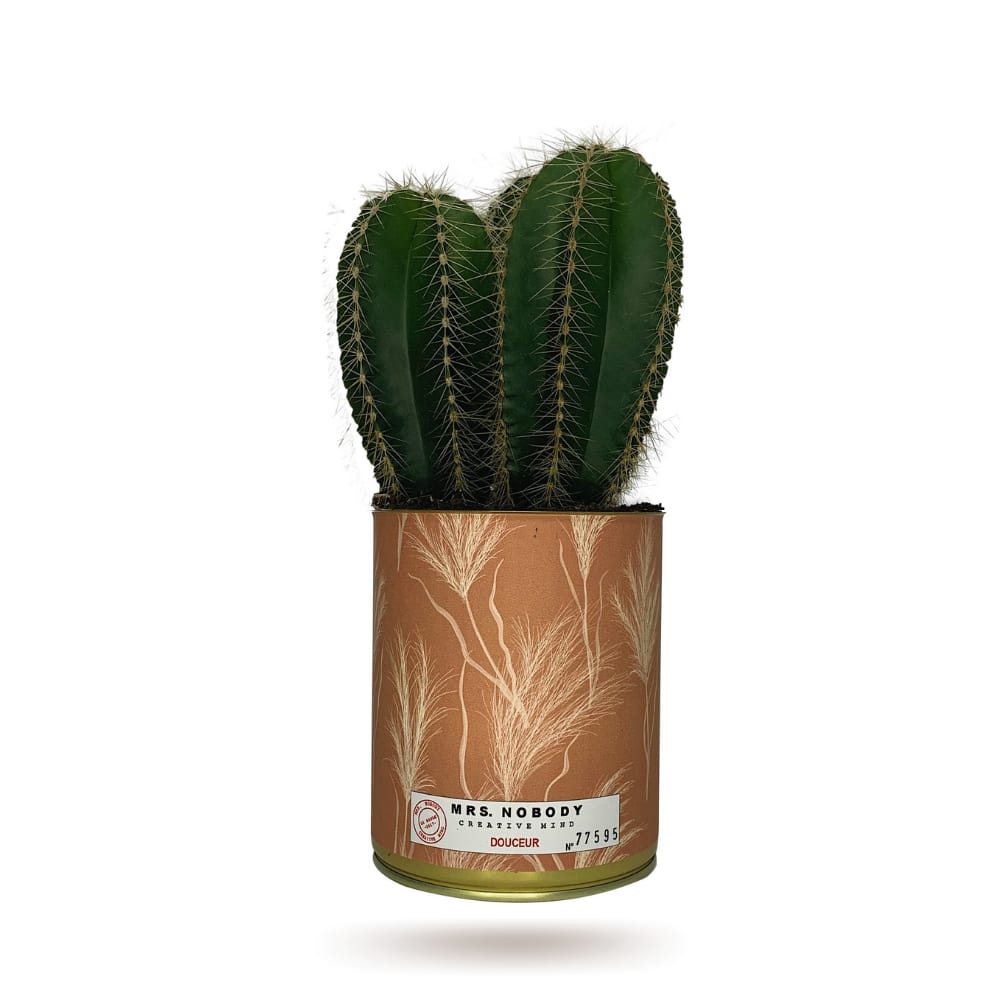 Cactus ou Succulente - Douceur - Cactus Colonne Cactus ou Succulente - Douceur - Cactus Colonne