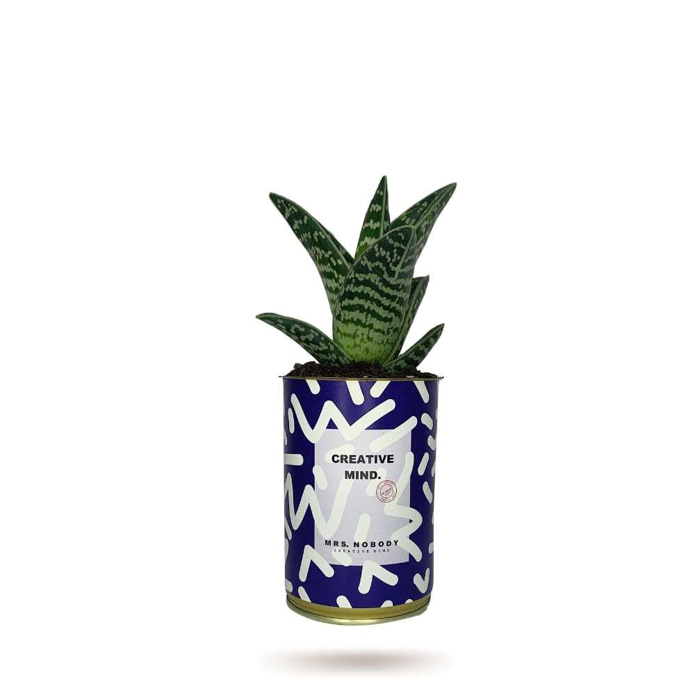 Cactus ou Succulente - Creative Mind - Aloe
