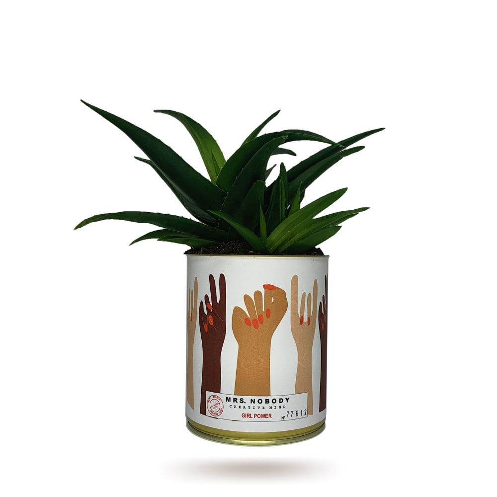 Cactus ou Succulente - Girl Power - Haworthia